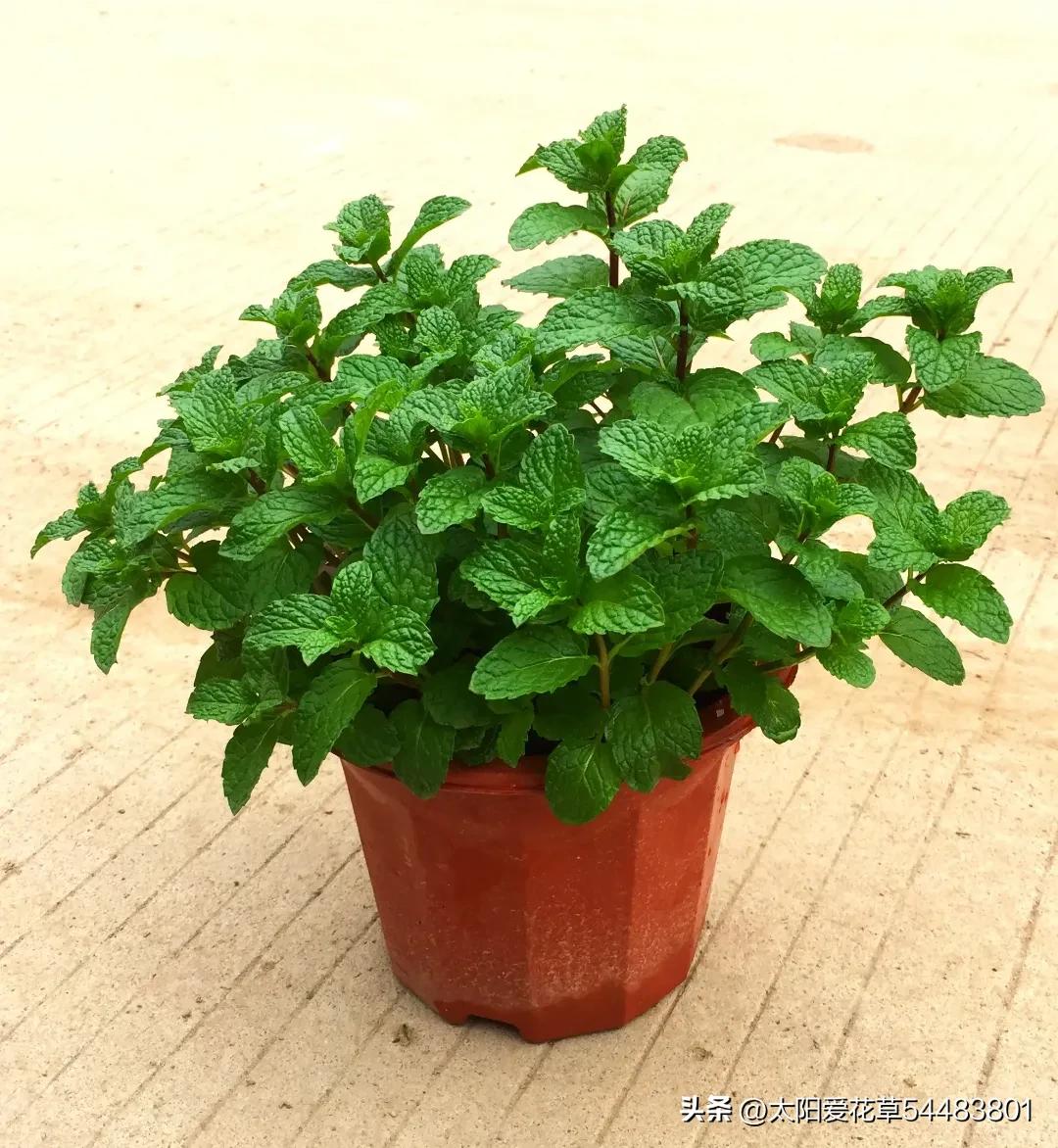 如何理解人养花一时花养人一生,家里养这10种花越养越健康