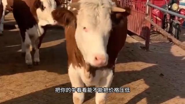 养牛场卖牛一般有什么套路,卖牛技巧