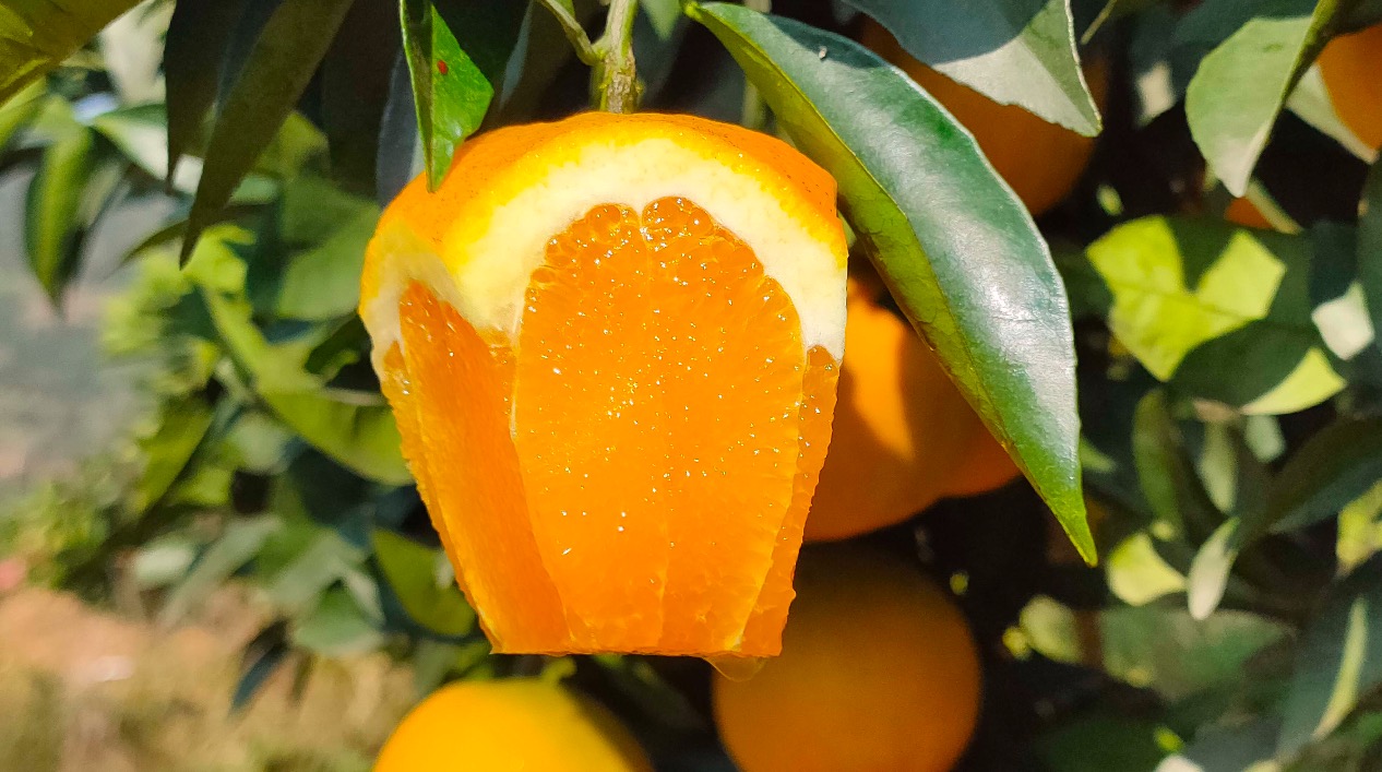 本地人教你怎么挑选麻阳冰糖橙,麻阳冰糖橙个头都很小吗