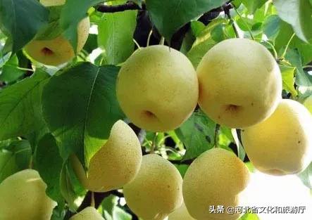 邯郸特产礼品必买清单,河北邯郸特产送人用的