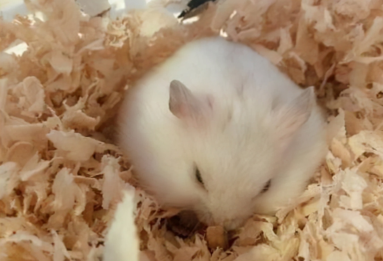 小仓鼠拉稀了应该给他吃什么食物,仓鼠腹泻应该喂食什么食物