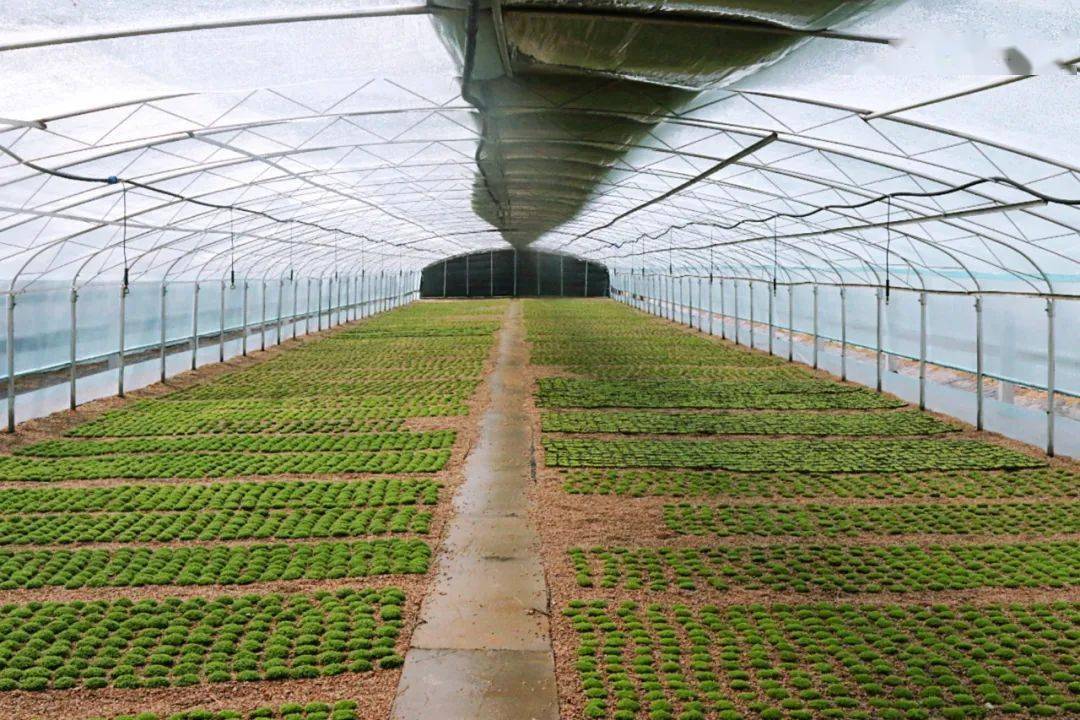 大妈养殖致富,造景水草养殖一亩利润多少