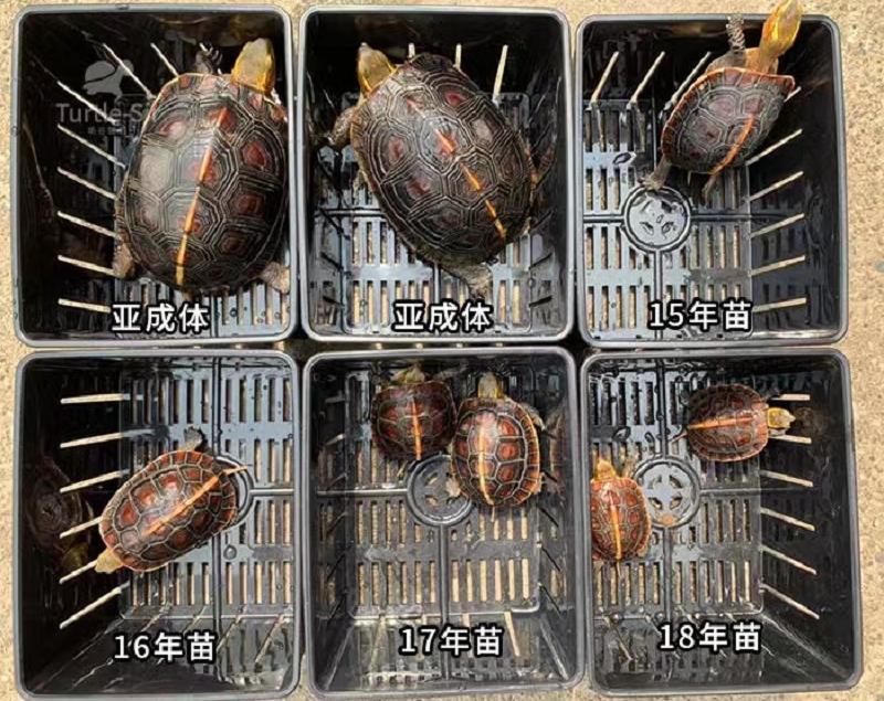 黄缘龟三年90克能分辨出公母吗,三年左右黄缘龟公母怎么区分