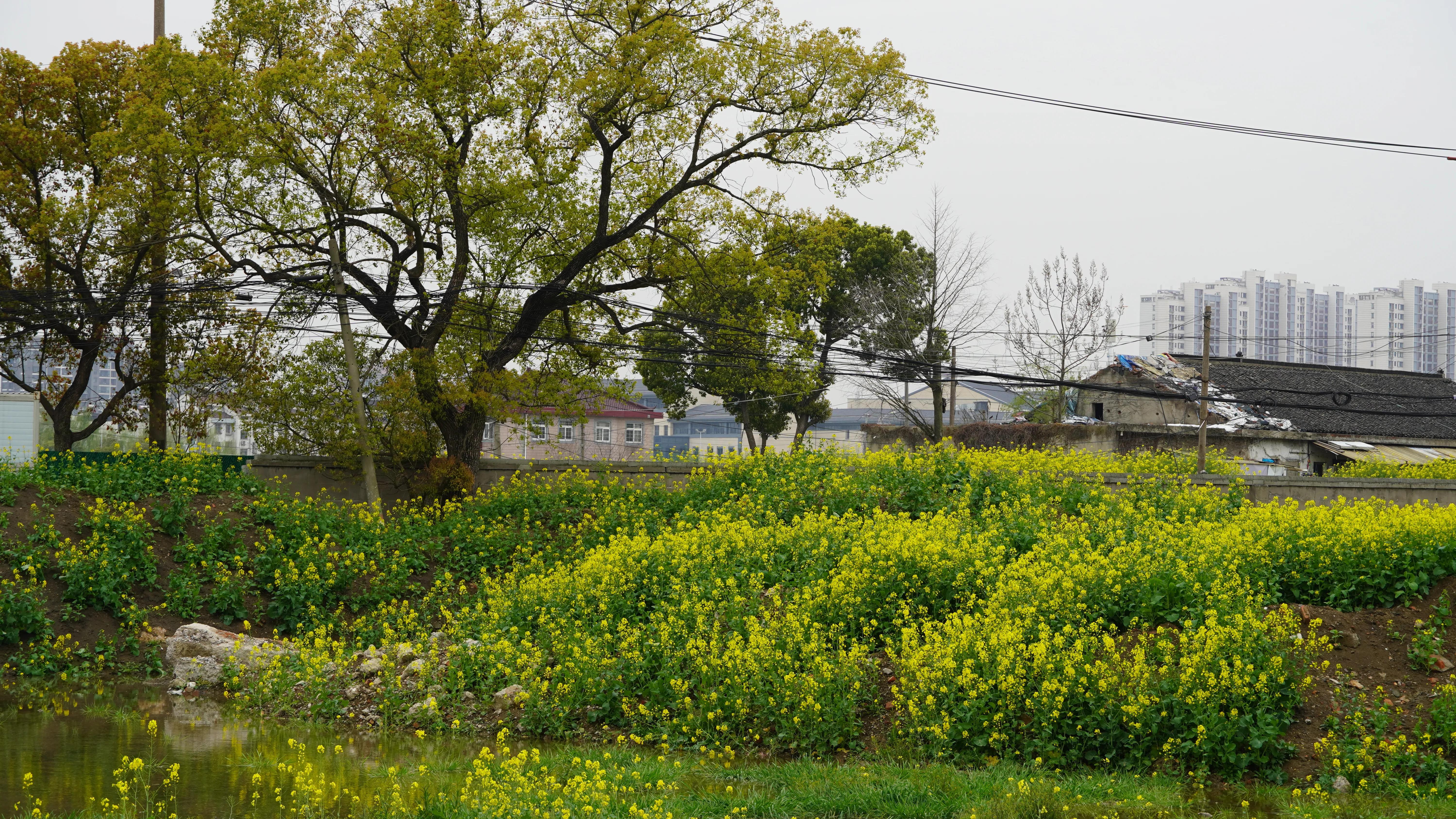 送你一段江南梦（又名:我最爱的苏州旅游线路，爱猫人士必逛）