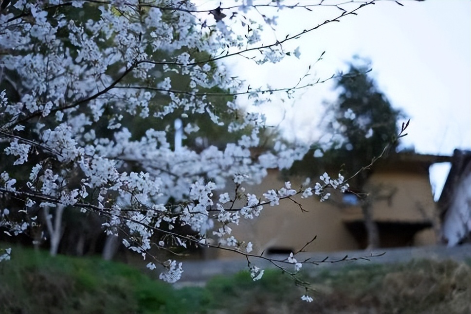 日本入境政策再次放宽，爱彼迎发布春季热门赏樱榜