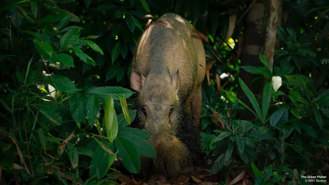 96岁还在奔波工作，这老爷子做出了今年9.8分神片