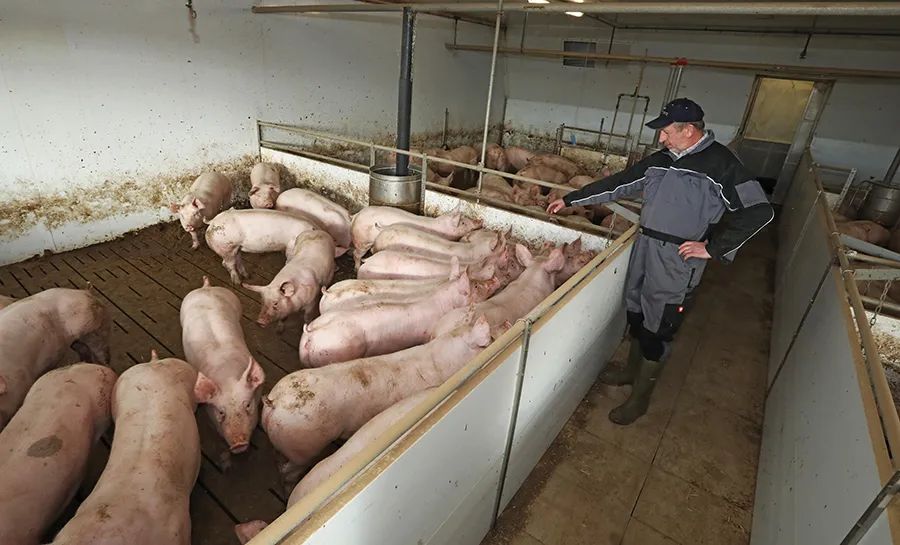 世界头号生猪生产国,全球生猪产量最高的国家