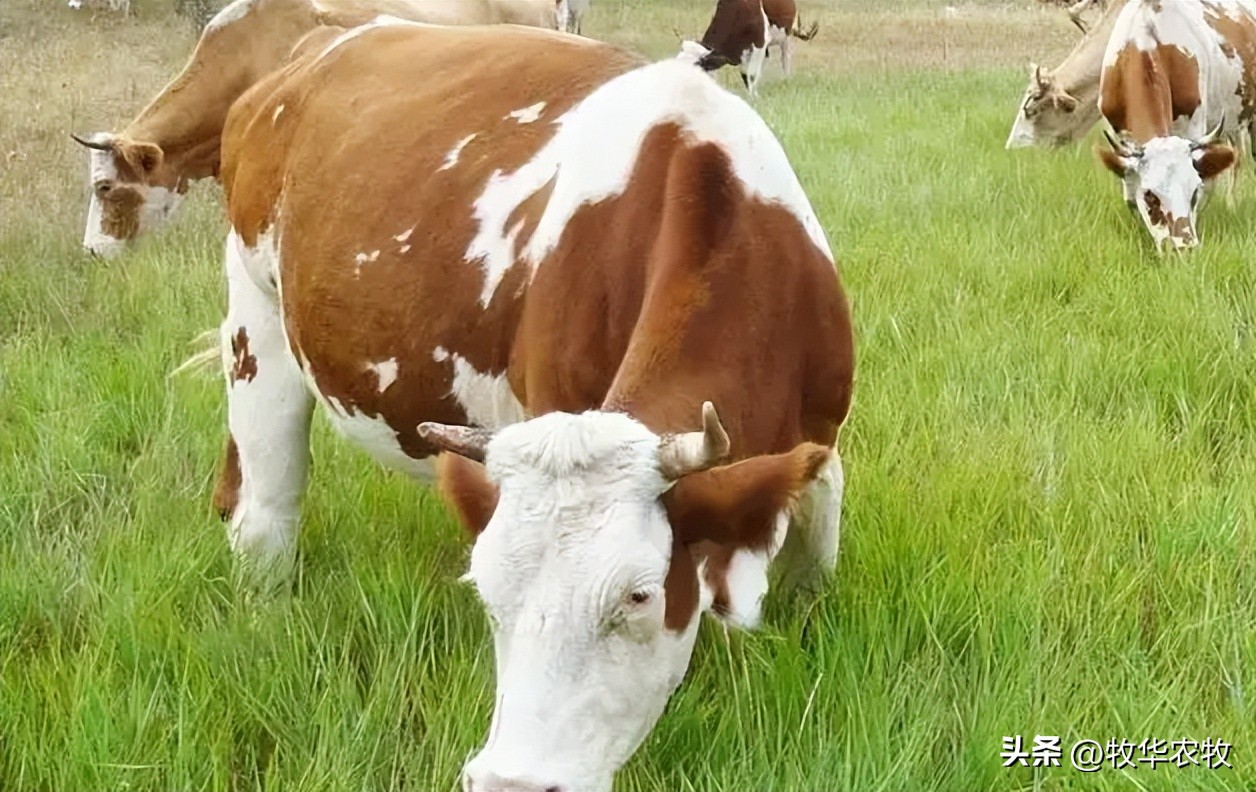 怎么判断牛胃里是不是有铁,牛吃了铁怎么判断还有没有救