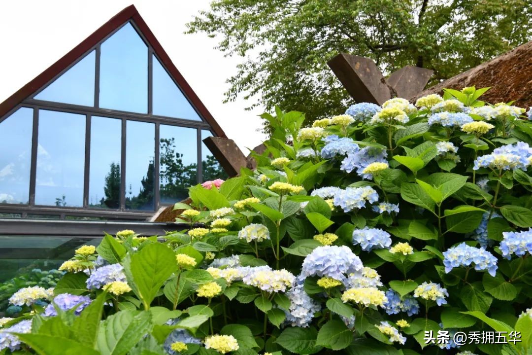 周末去哪里玩最合适昆明,昆明景点莫奈花园