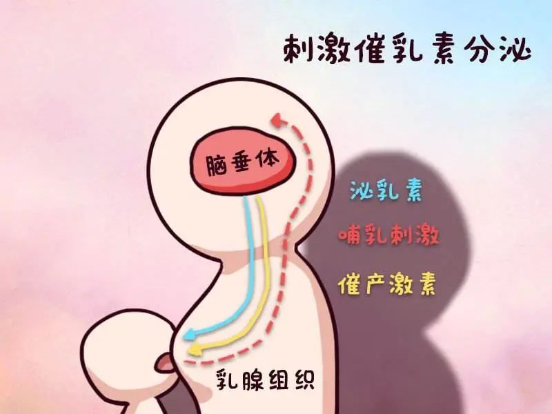 试管打夜针后泌乳素高了,垂体泌乳素高影响试管吗