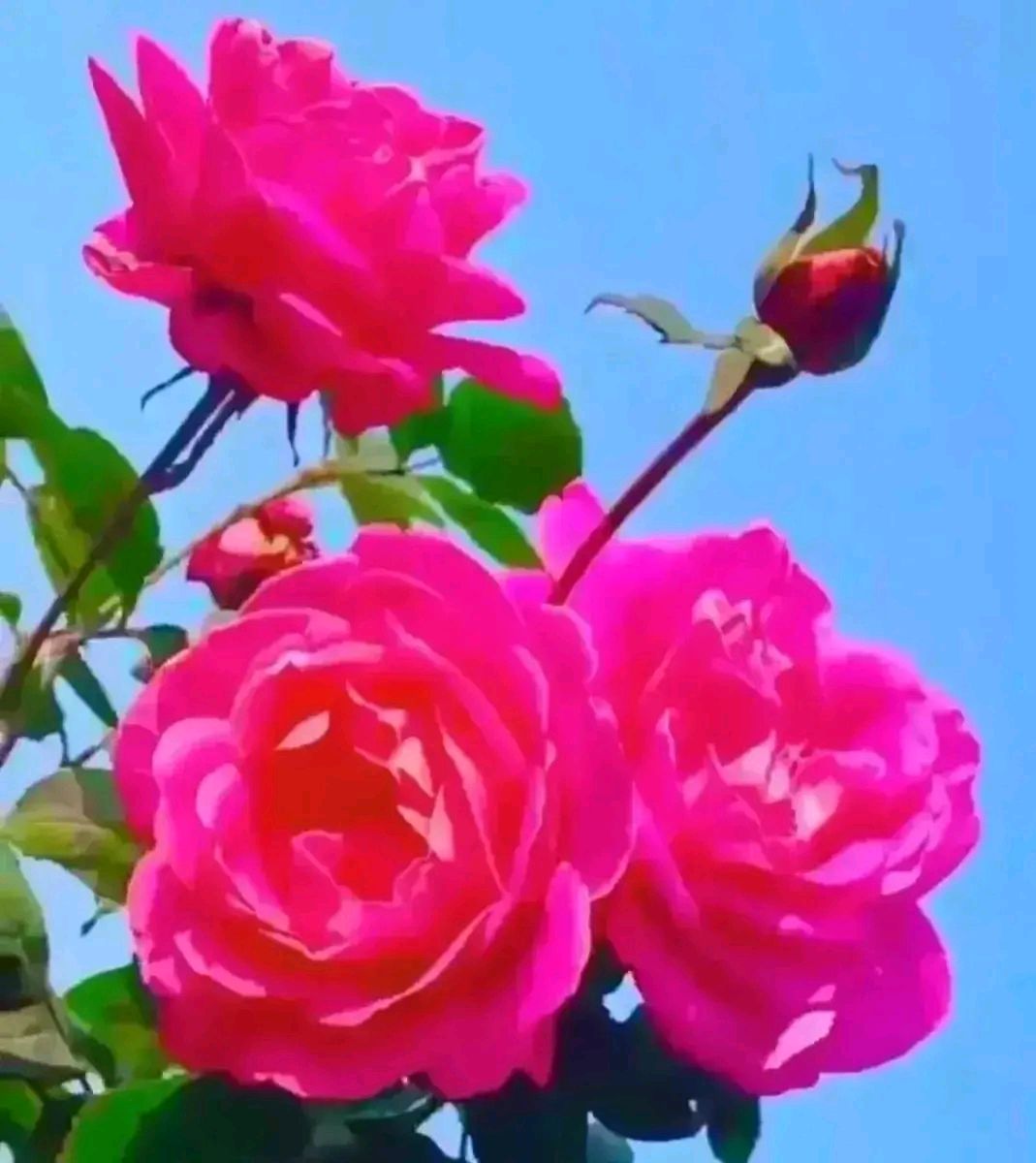 心若简单一切都是浮云,心若简单一切便安好