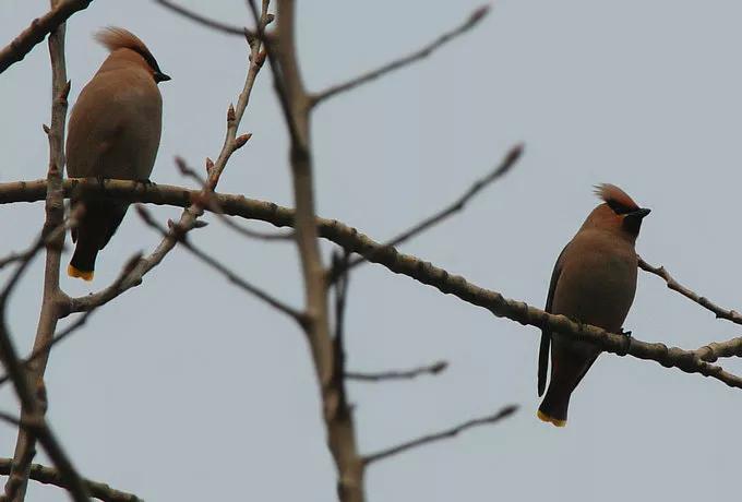太平鸟图片大鸟,太平鸟图片大全高清壁纸