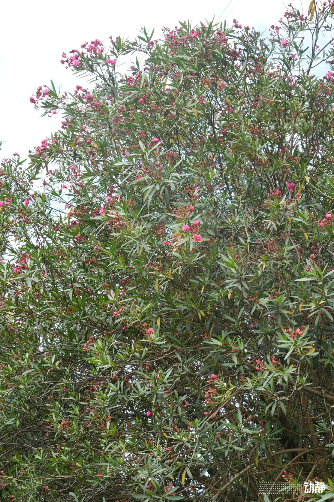 野性贵州有问必答丨有毒的夹竹桃，优秀的“环保卫士”