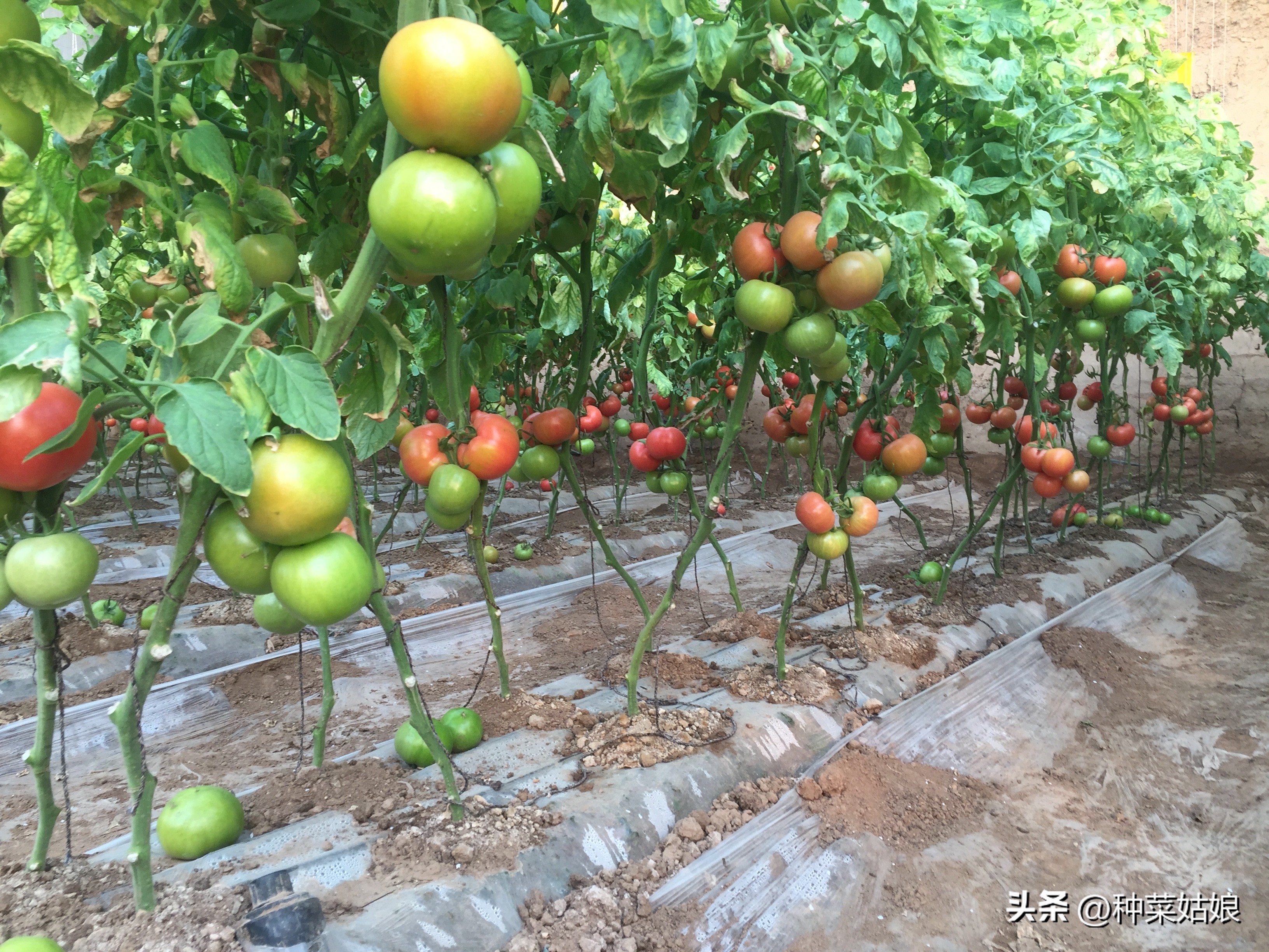 小番茄苗整枝打杈选择什么天气,番茄种植整枝打杈摘心视频
