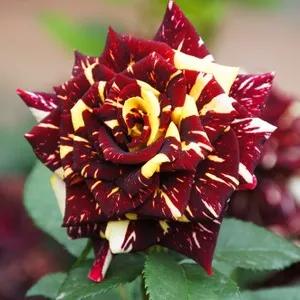 月季美图100张,月季花唯美高清图片大全