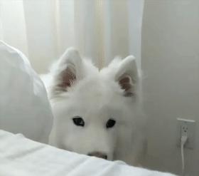 狗狗的生物钟怎么那么准时,狗狗赖床的正确方式