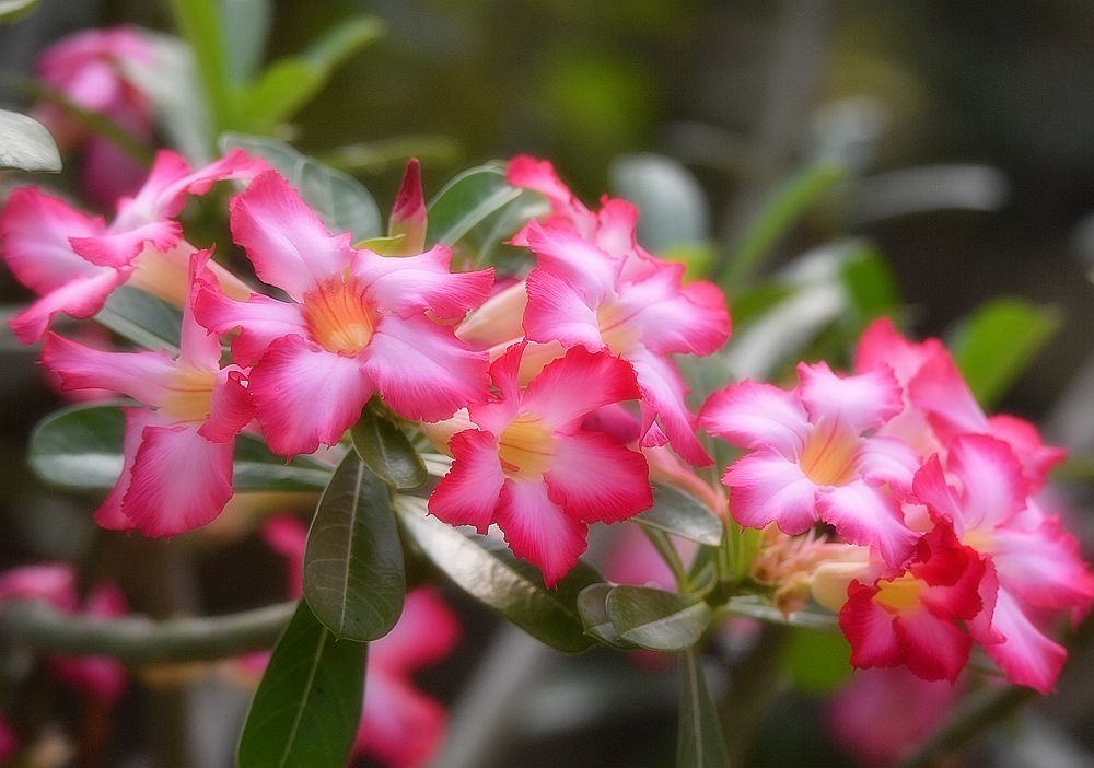 怎么把沙漠玫瑰养成啤酒肚,重瓣沙漠玫瑰养殖方法