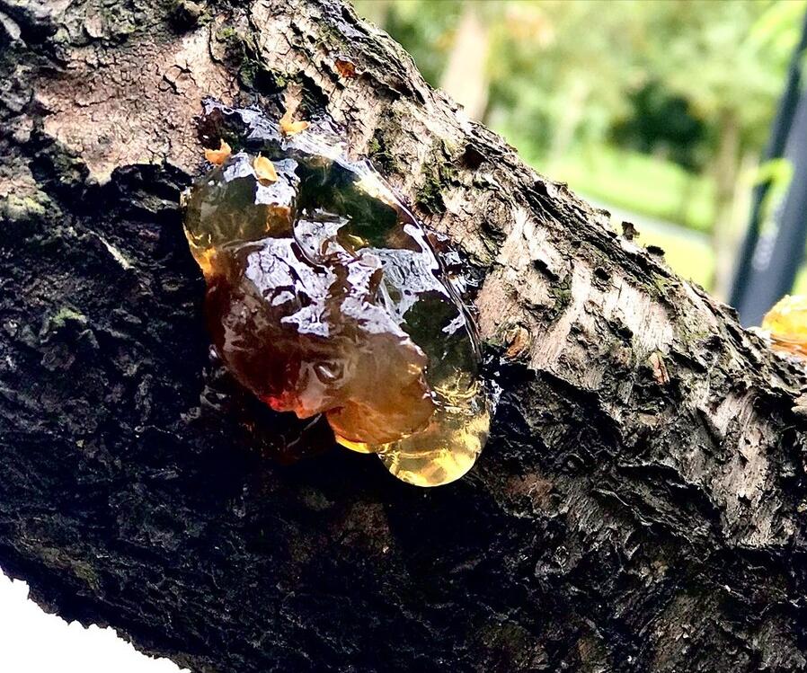 春天看图挖野菜，送你40种野菜大图鉴，让你轻松辨别各种野菜