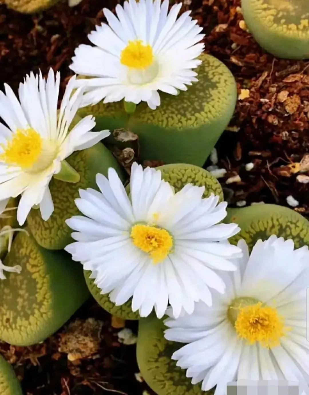 多肉植物石头开花,多肉石头花秋季