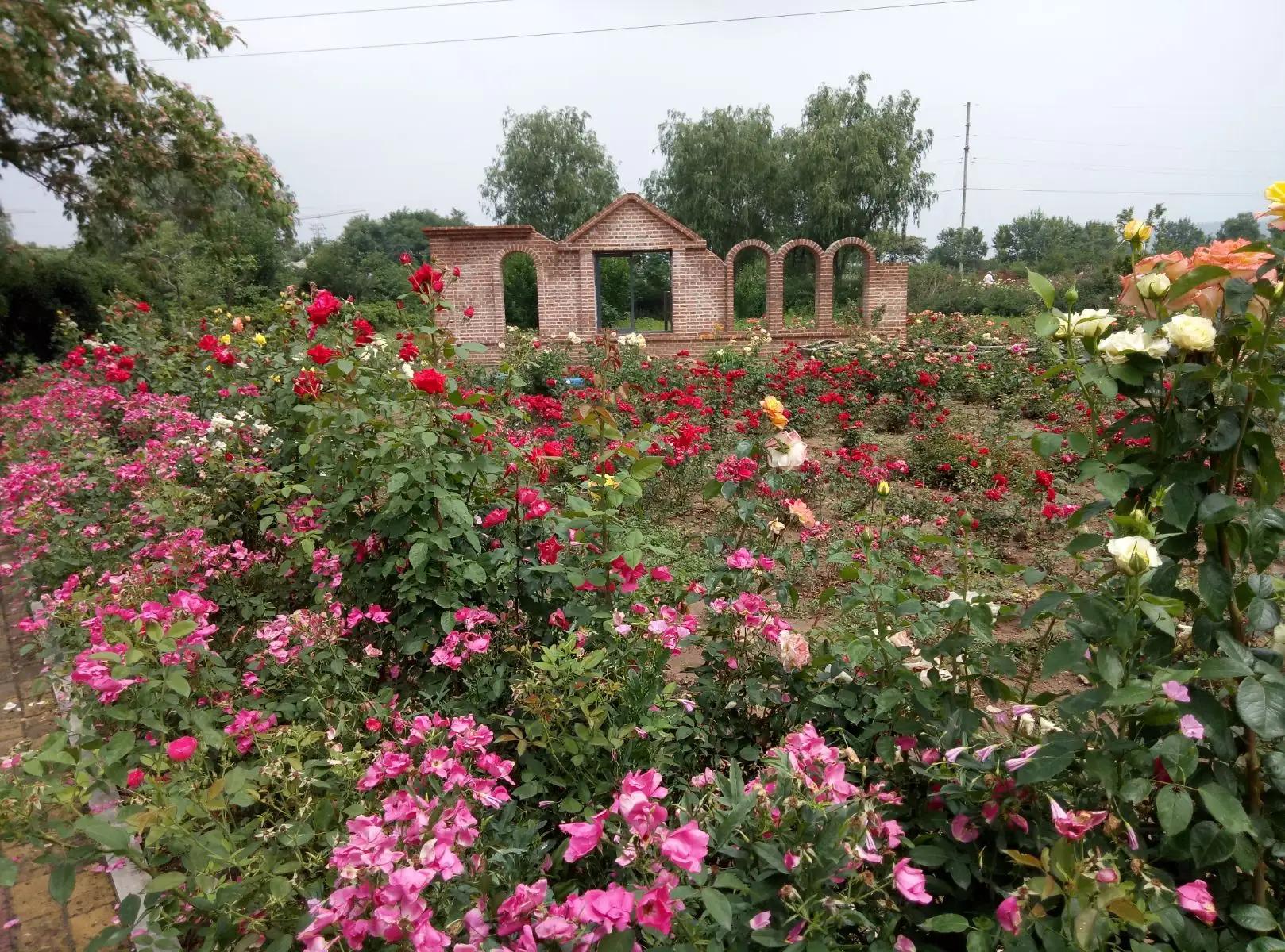 山东平阴玫瑰之乡,平阴玫瑰之乡