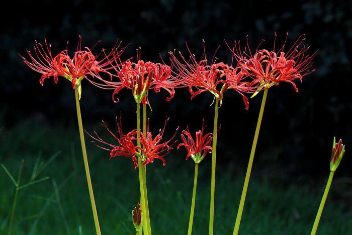 彼岸花怎么养才正确,彼岸花栽培技巧
