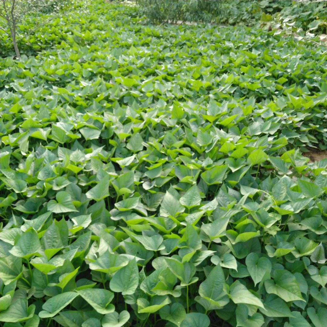 红色的红薯叶的营养价值,清炒红薯叶营养价值高吗