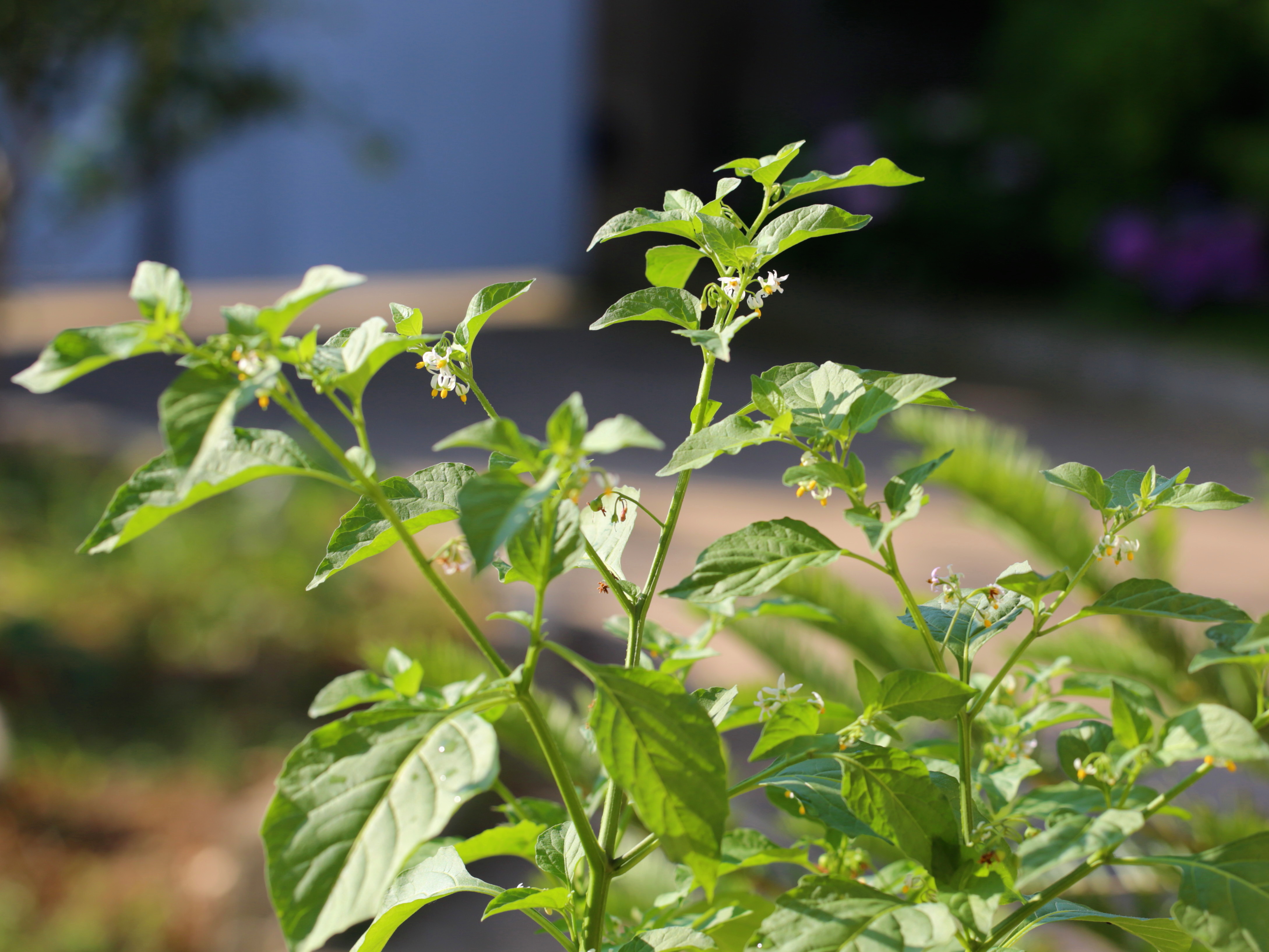 龙葵果小时候的味道,小时候的零食龙葵果