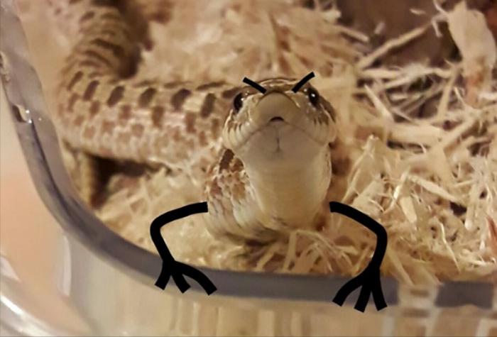 吃一顿肉能扛几天不吃饭,吃一顿饭撑两天