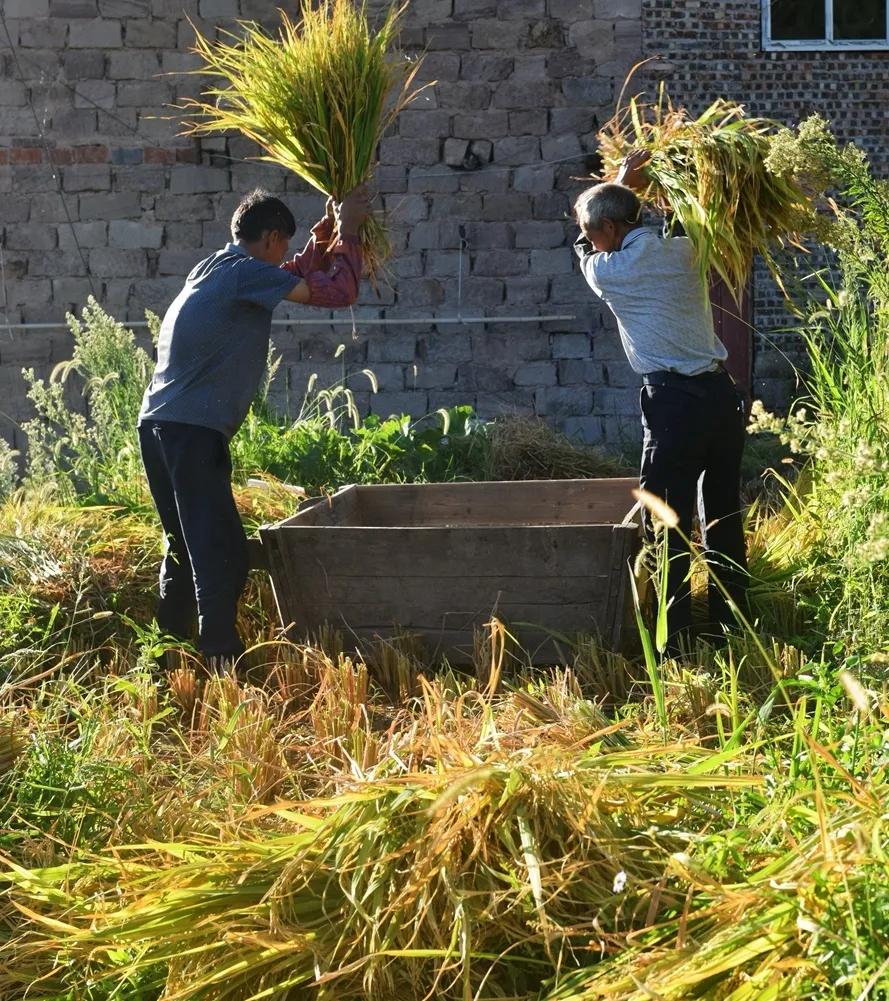 稻菽飘香各地丰收忙,稻菽飘香图片