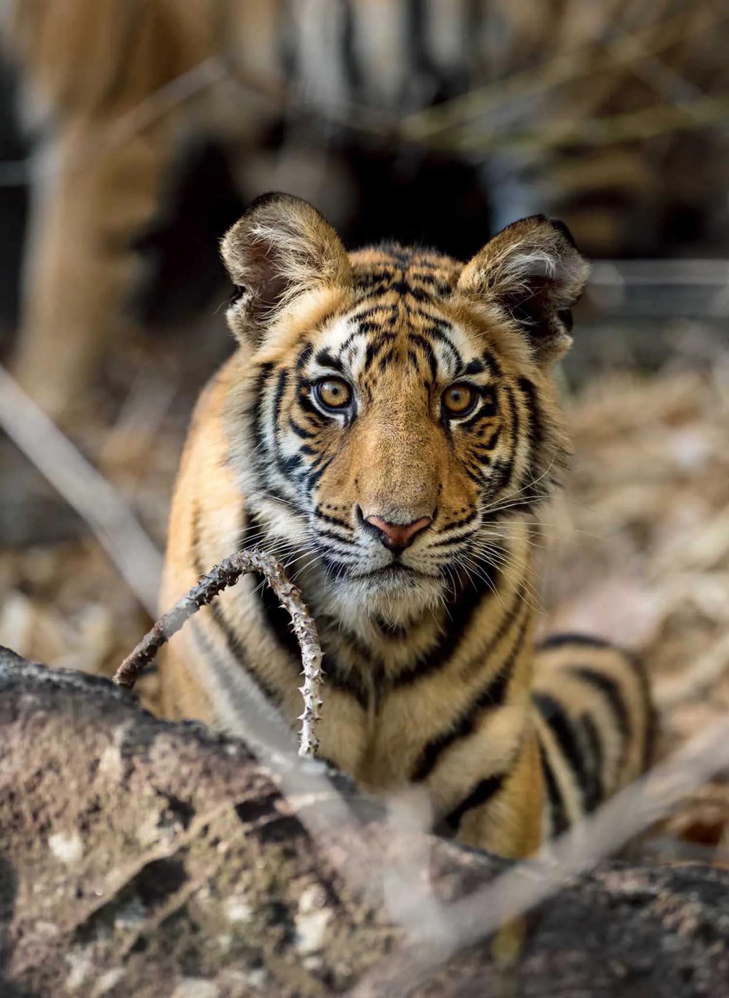 母虎“亲密”时到底有多痛苦?满地打滚、转身攻击公虎