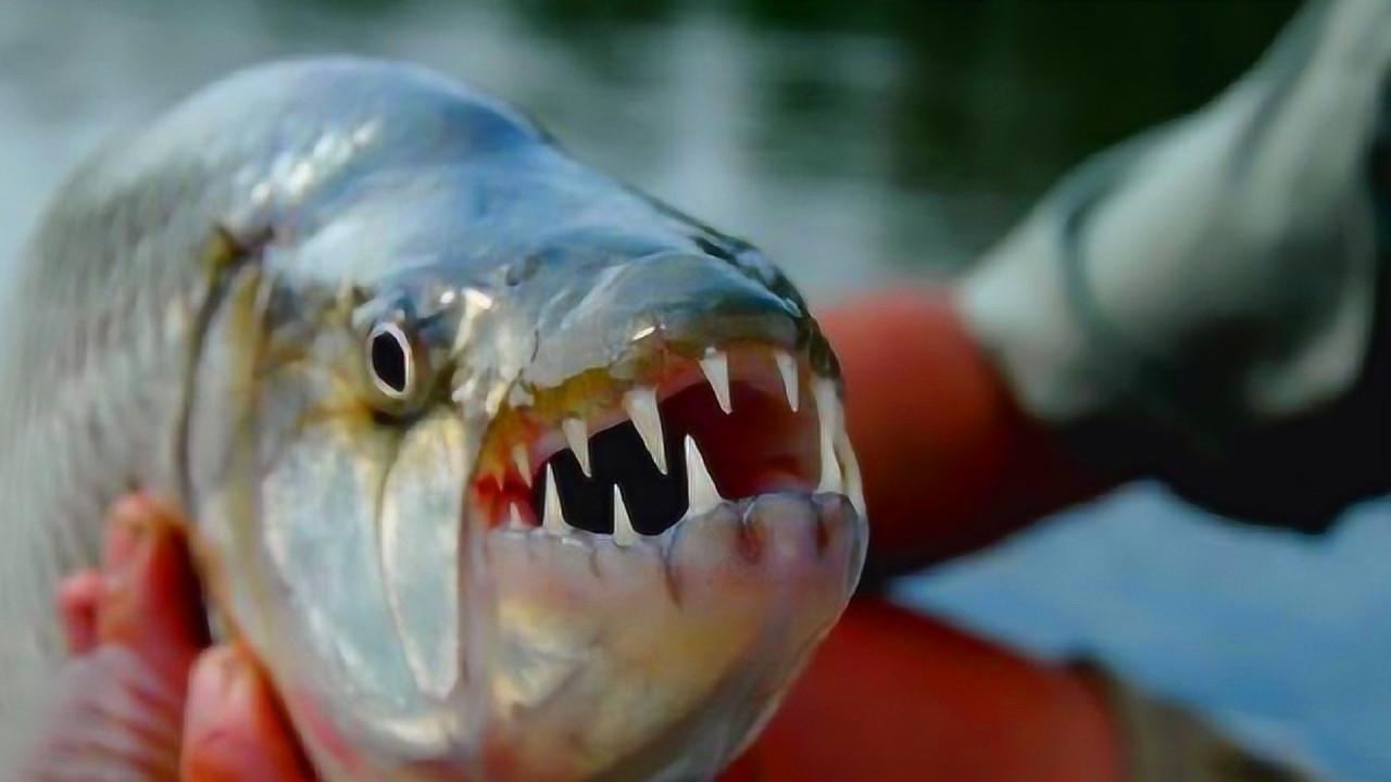 巴西炸出1000斤巨蟒是真的吗,亚马逊河巨大的蟒蛇有多恐怖视频