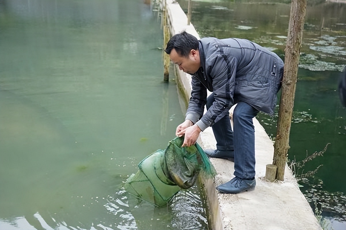 泥鳅养殖病害防治方案,养殖泥鳅易出现的病害