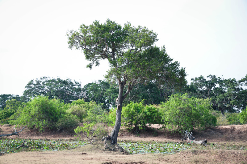 斯里兰卡旅游攻略必去景点,斯里兰卡最佳旅游攻略