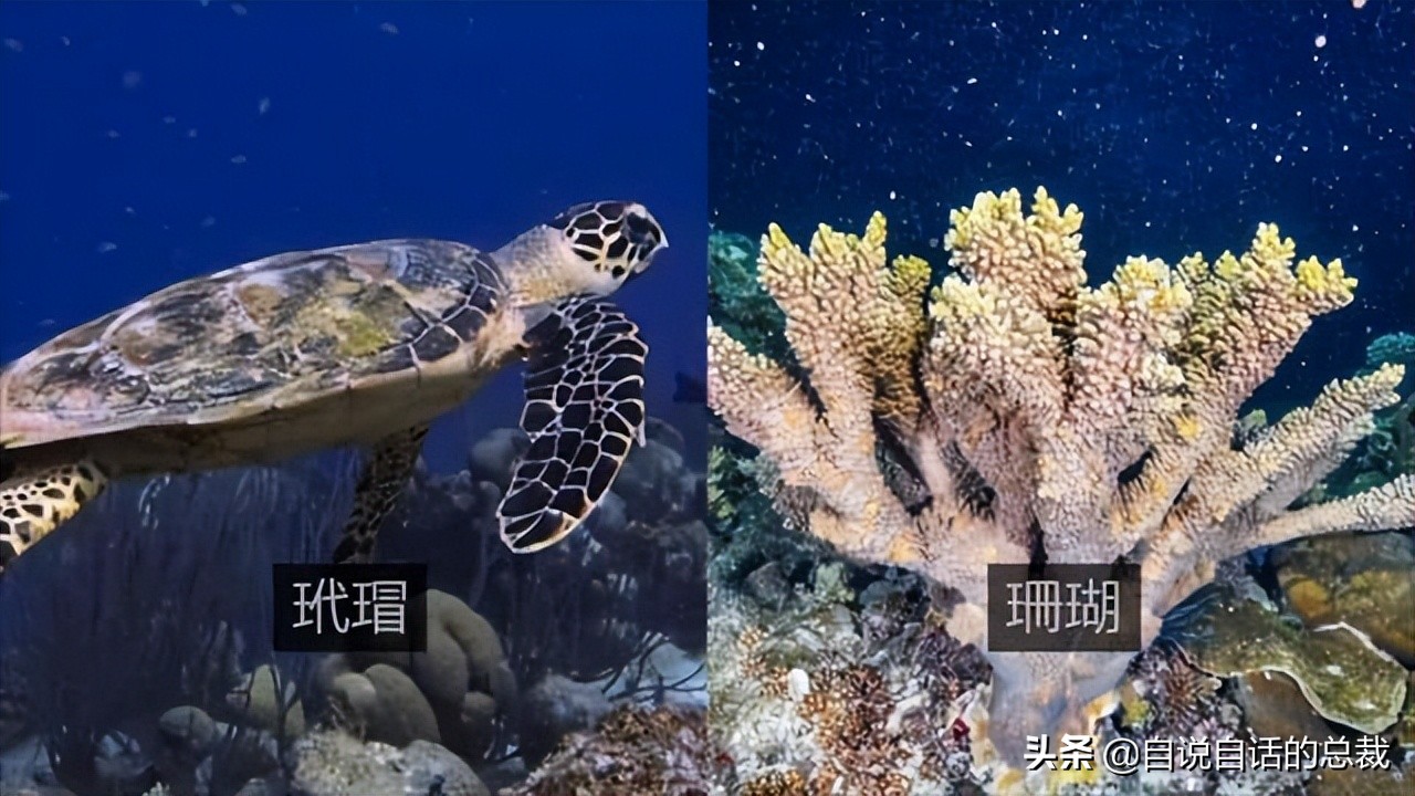 龙虾青龙和花龙区别,龙虾也是生物为什么我们要吃它