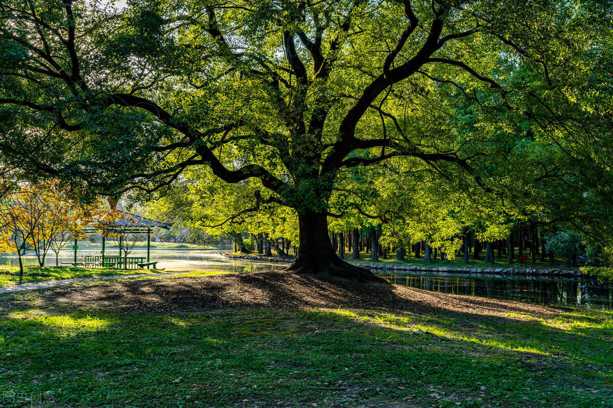 上海市区森林秘境,上海这些景区值得一去