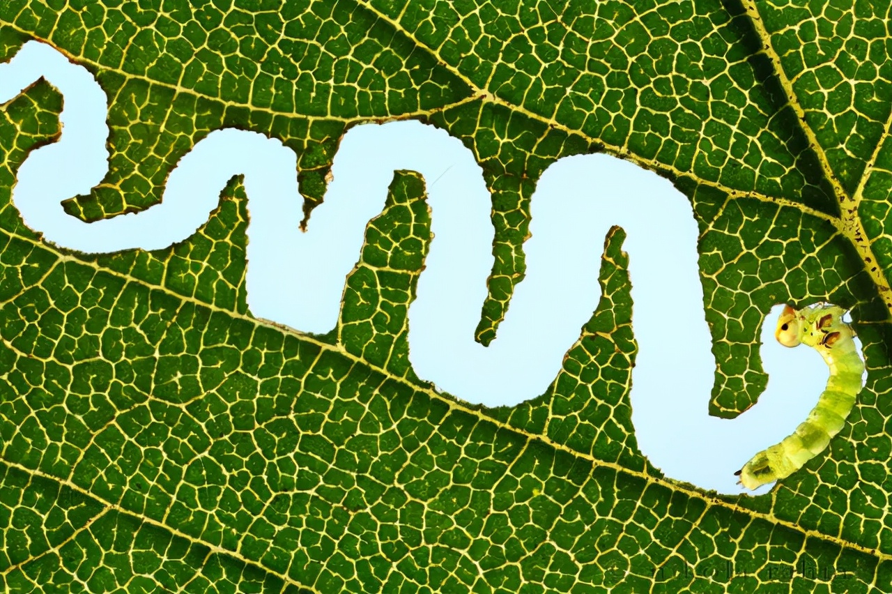 真实大象的照片,在野外拍到的真实大象