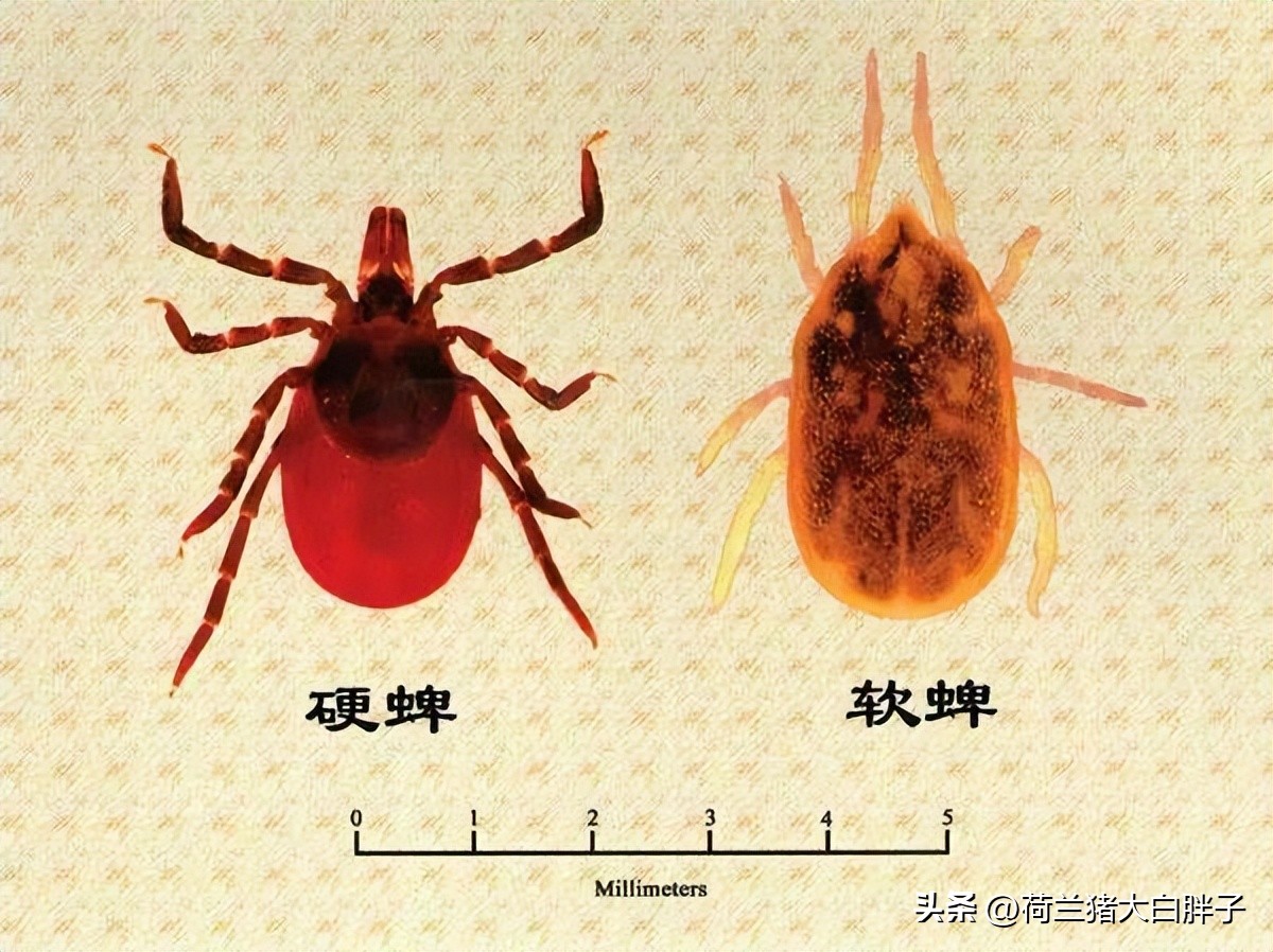 猫咪是如何感染球虫的,猫咪怎么感染蜱虫