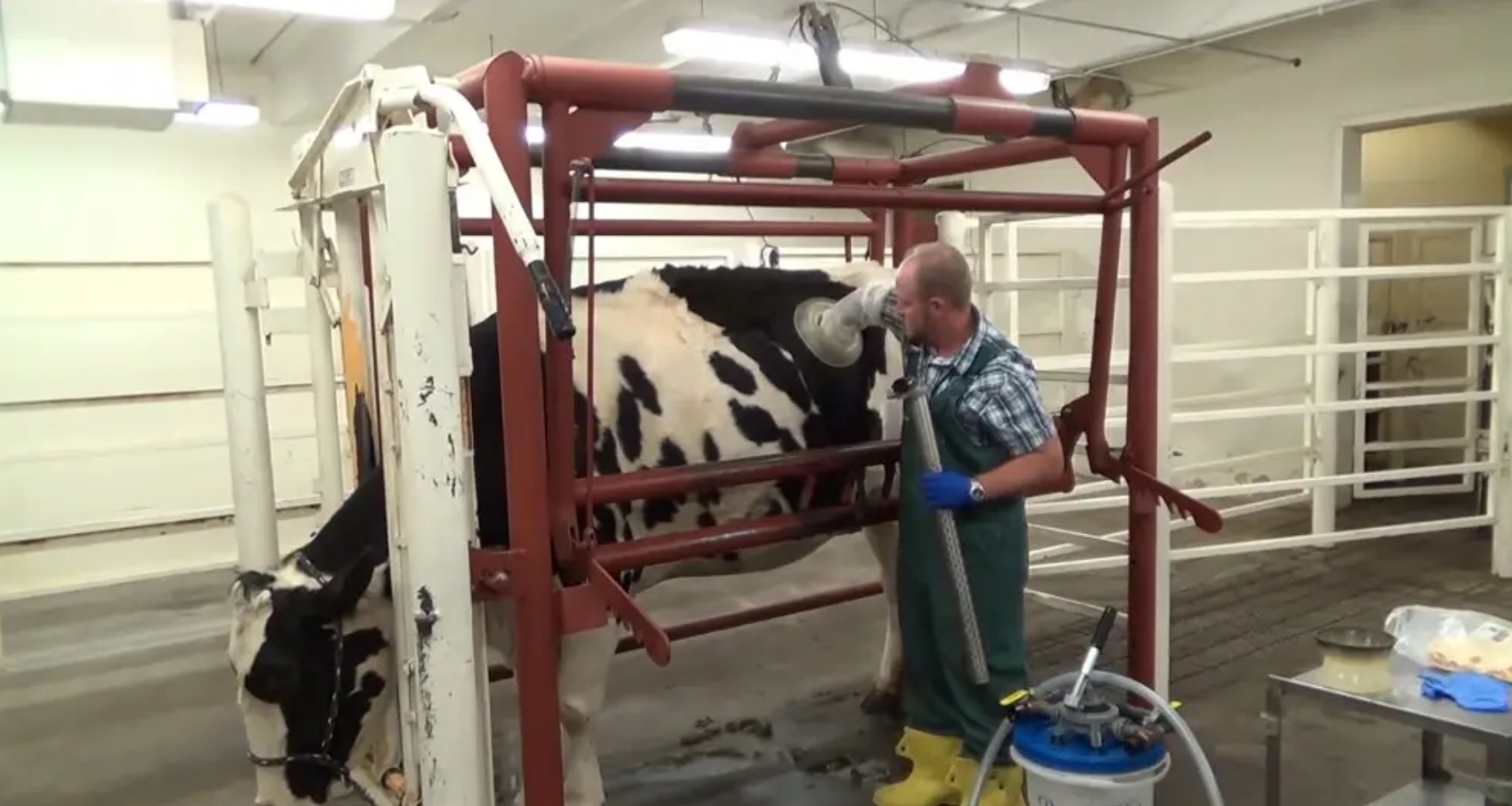 牛身上掏一个洞这对牛有何影响,为什么会在牛身上开洞