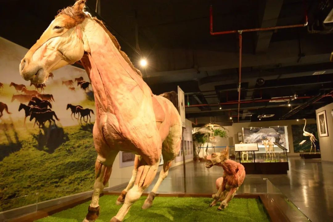 苏州旅游自驾一日游,苏州旅游一日游亲子游