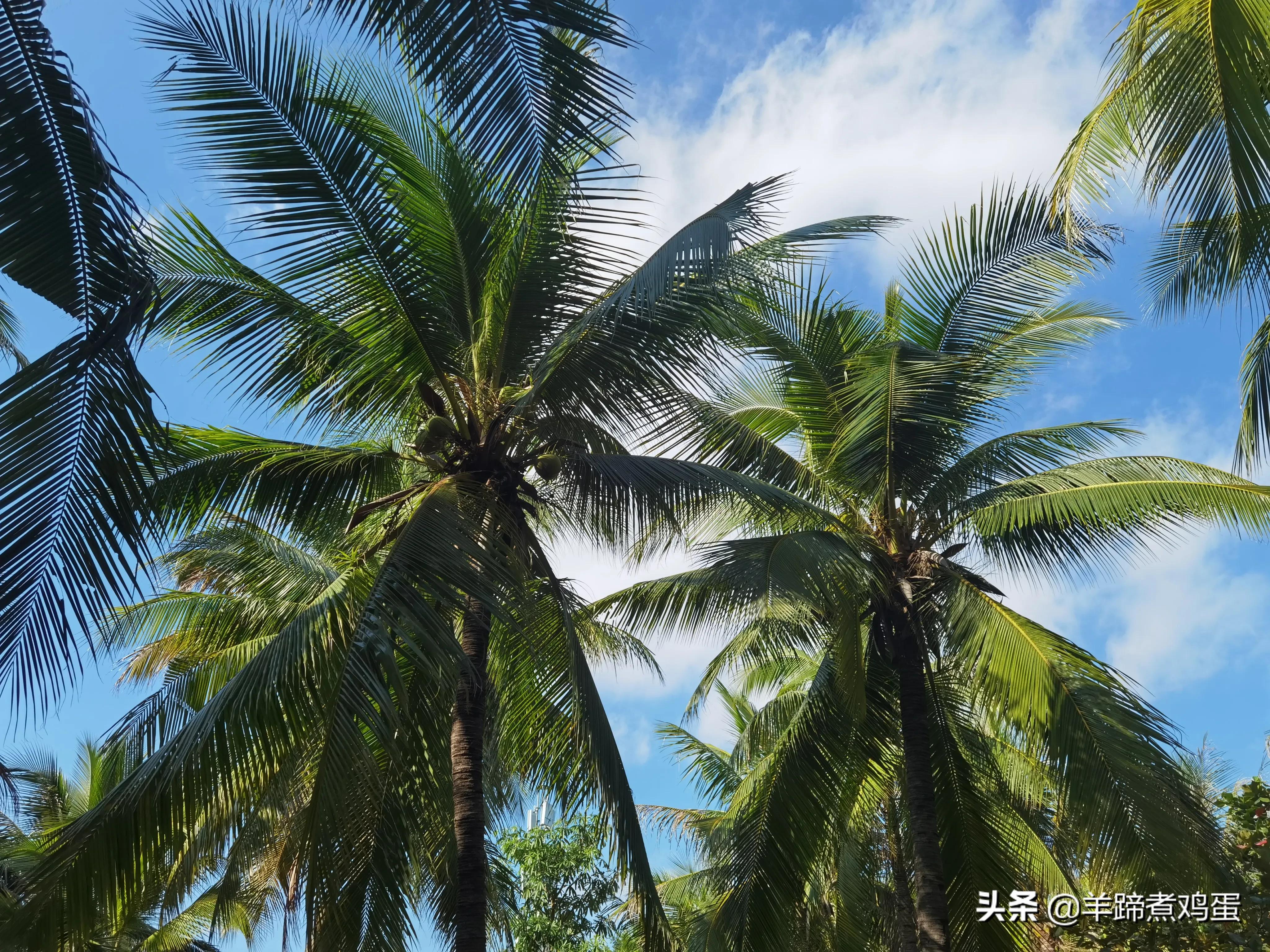 三亚椰梦长廊日落绝美,三亚湾椰梦长廊看夕阳最佳观赏点