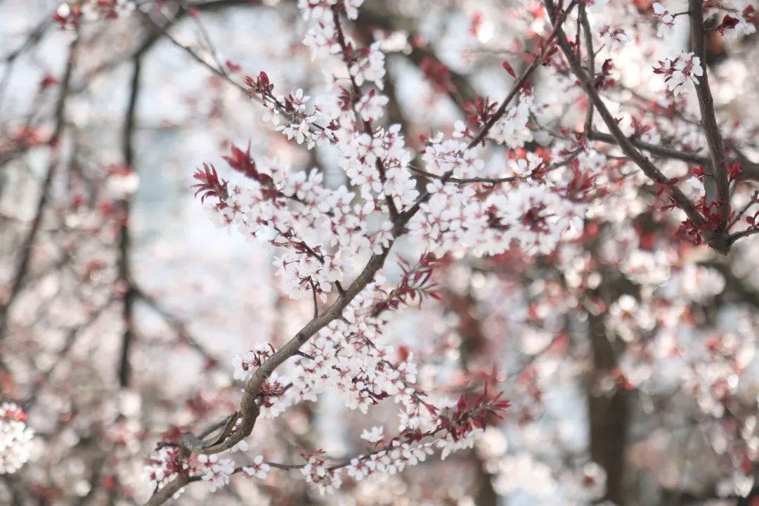 【美哉第一山】携一缕春风，把校园美景与你分享