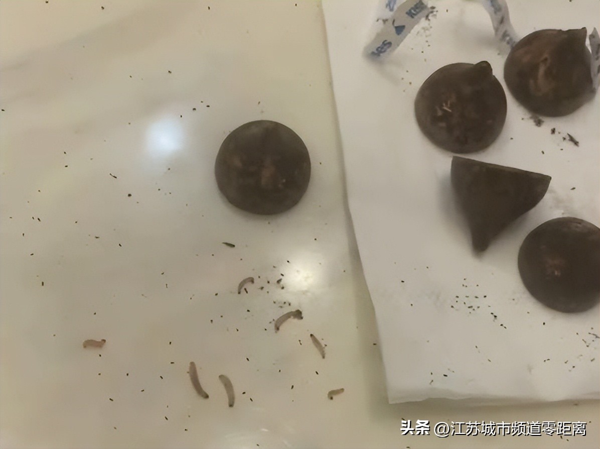 巧克力有虫子是真的吗,网购的巧克力有虫子怎么办