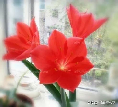 乔治百合品种,乔治百合花期多久