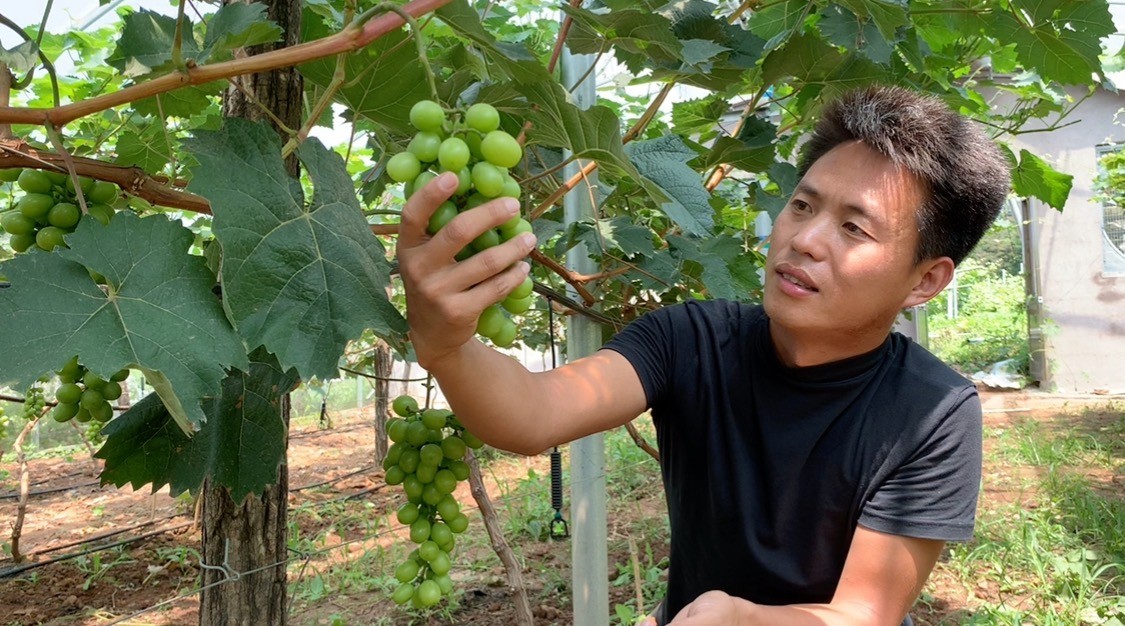 [蒙阴四雁]--鸿雁创业小葡萄串起乡村振兴大梦想