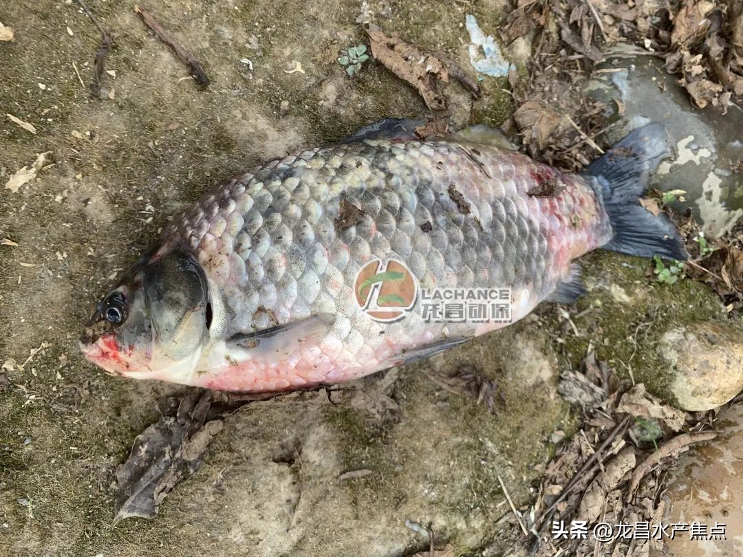 烂嘴鲫鱼,烂嘴鱼怎样治疗