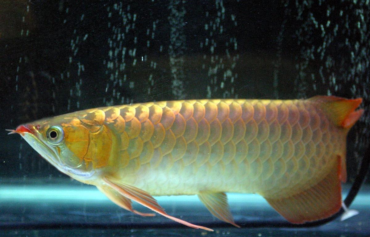 小鱼缸养龙鱼会有什么后果,小缸养龙鱼会长大吗