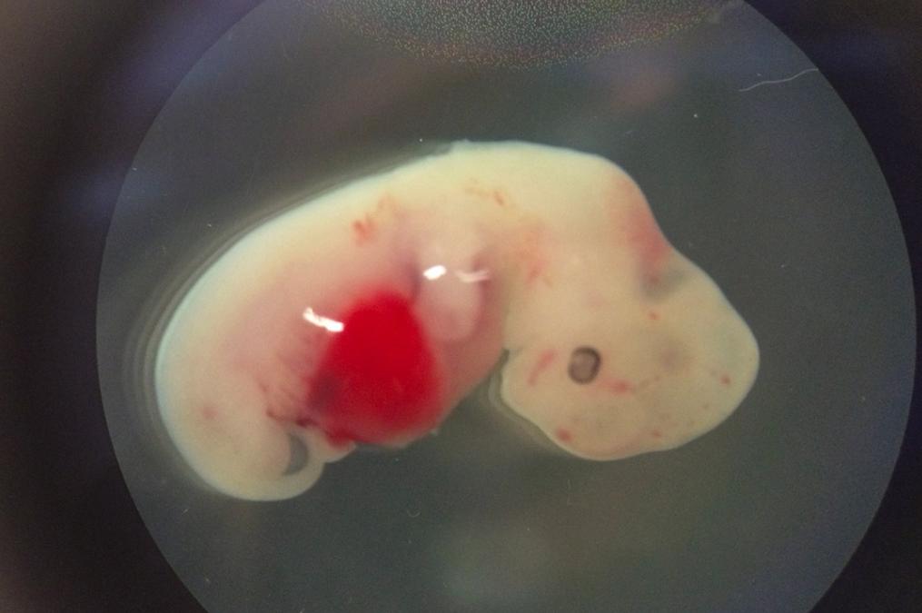 为什么日本人要杂交胚胎实验,日本人的杂交实验成功了吗