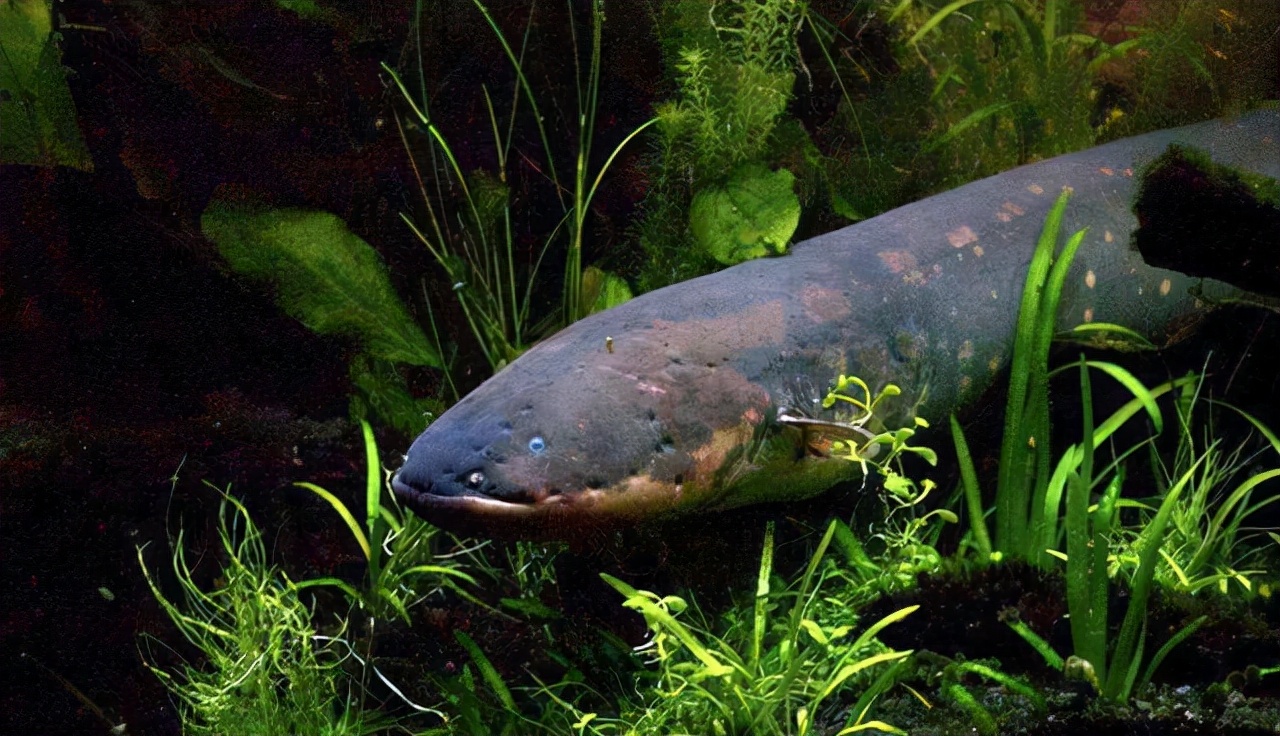 亚马逊的巨蟒有哪些,亚马逊巨蟒的资料