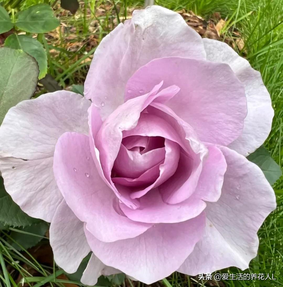 五彩斑斓颜色艳丽的月季花图片,各种色彩缤纷艳丽的月季花图片