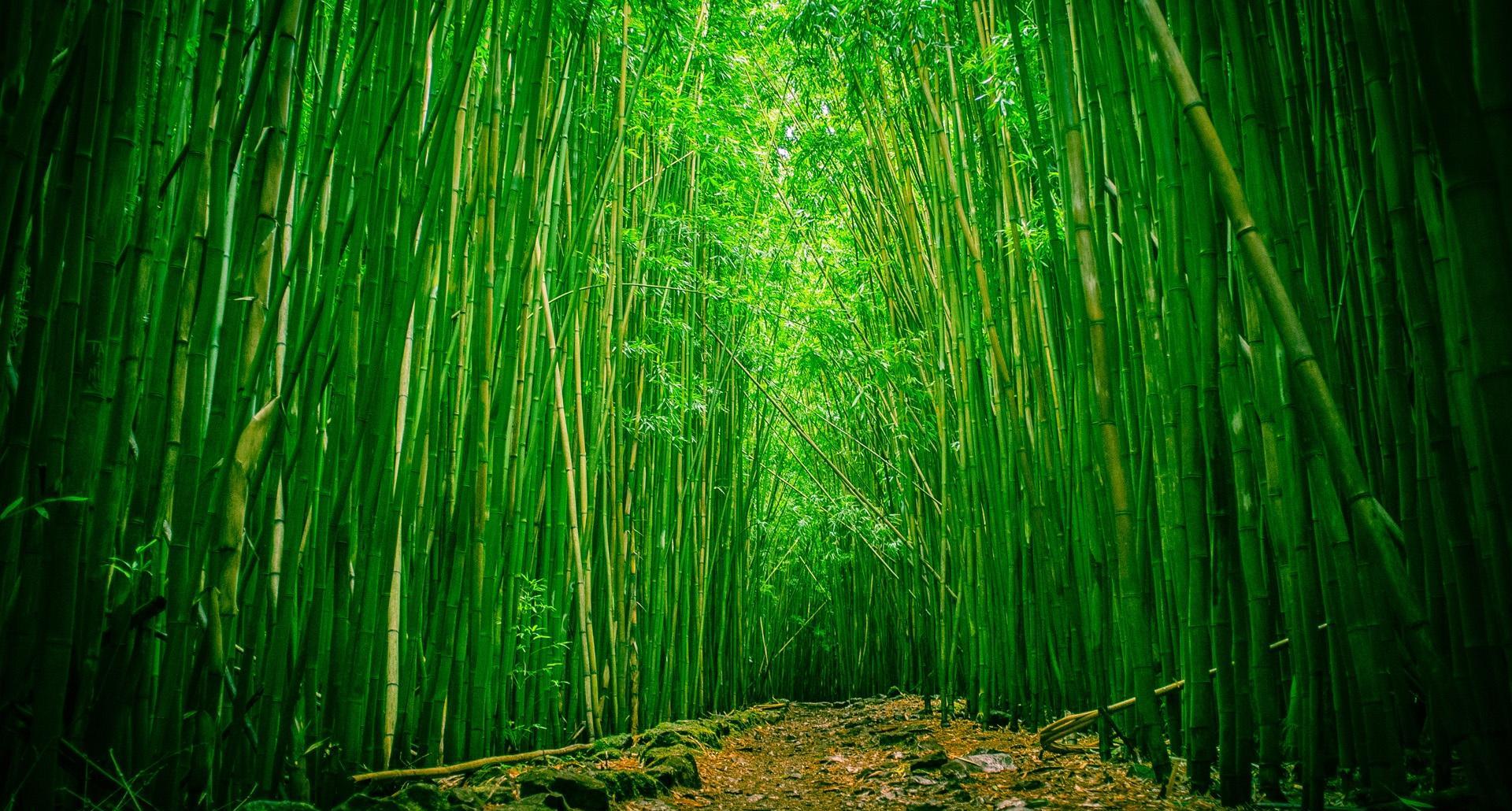 鎯婁汉涓惧姩,鎯婁汉涓惧姩鐭ヤ箮